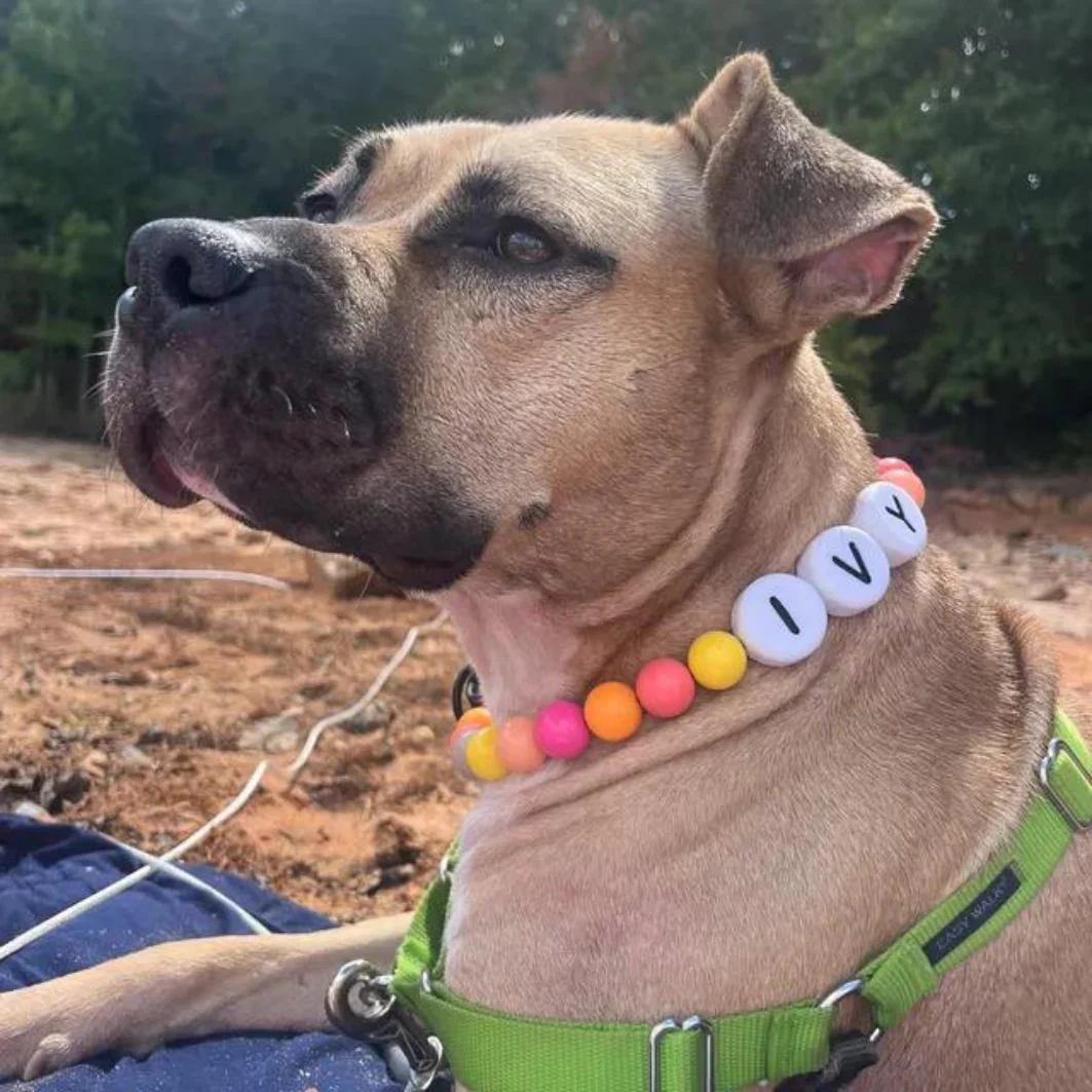 Dog Collar + Free Matching Bracelet