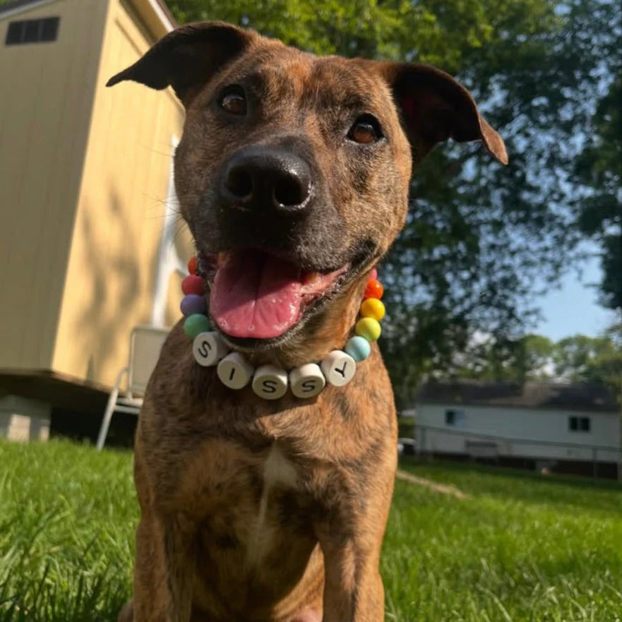 Dog Collar + Free Matching Bracelet